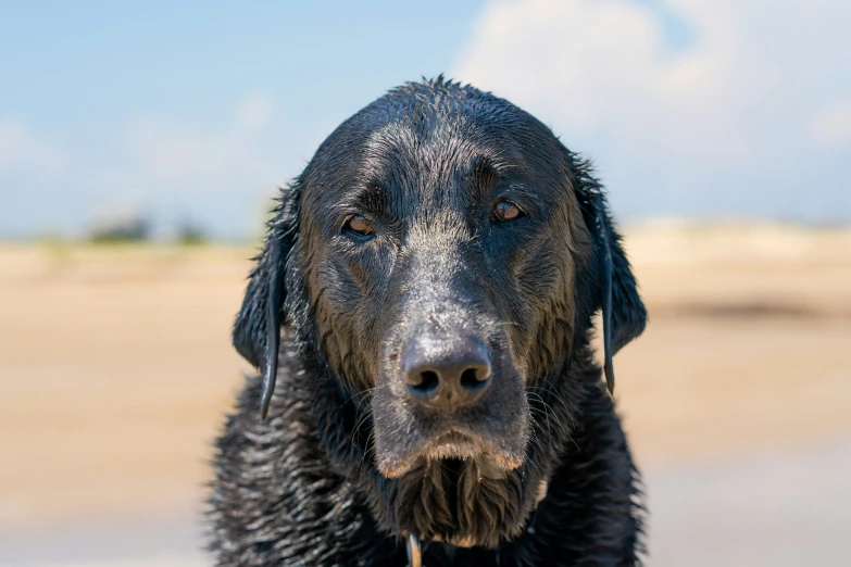 the wet black dog with brown eyes has some wet hair
