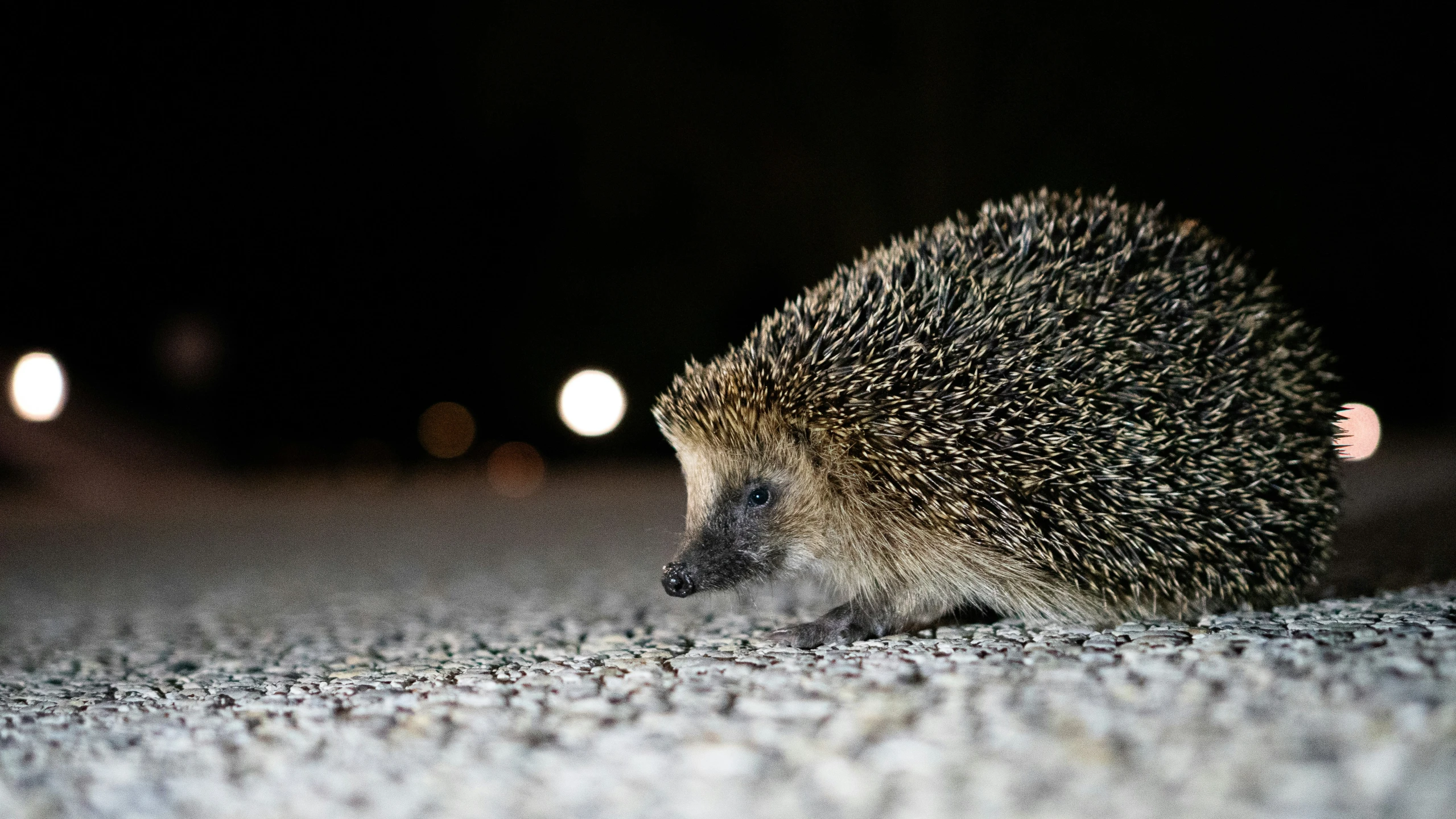 a hedgehog is walking on the road at night