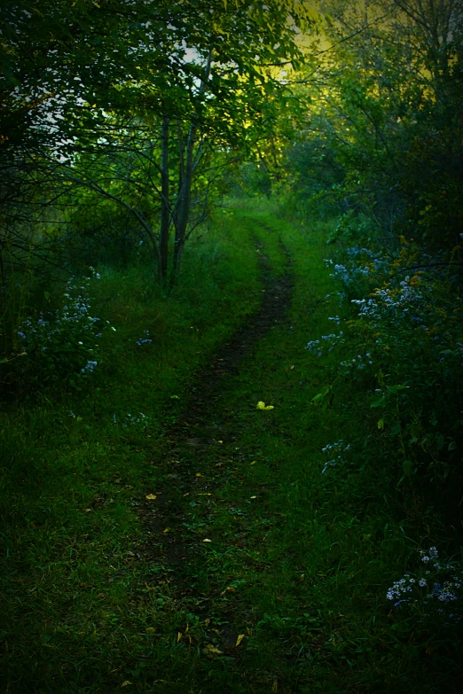 path running through wooded area in the middle of a grassy area