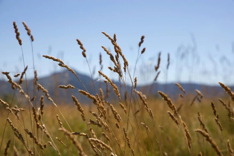 grass in the wind, with mountains in the distance