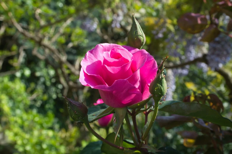 the pink flower has been budding on the plant