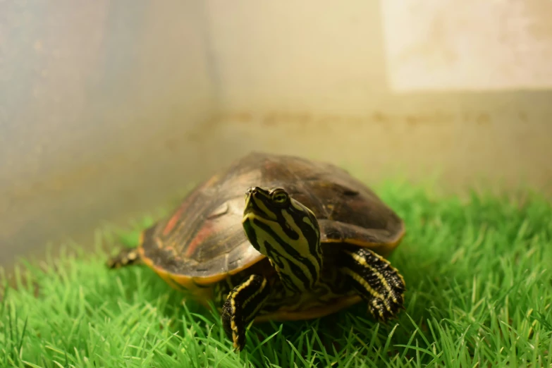 two turtles that are sitting on the grass