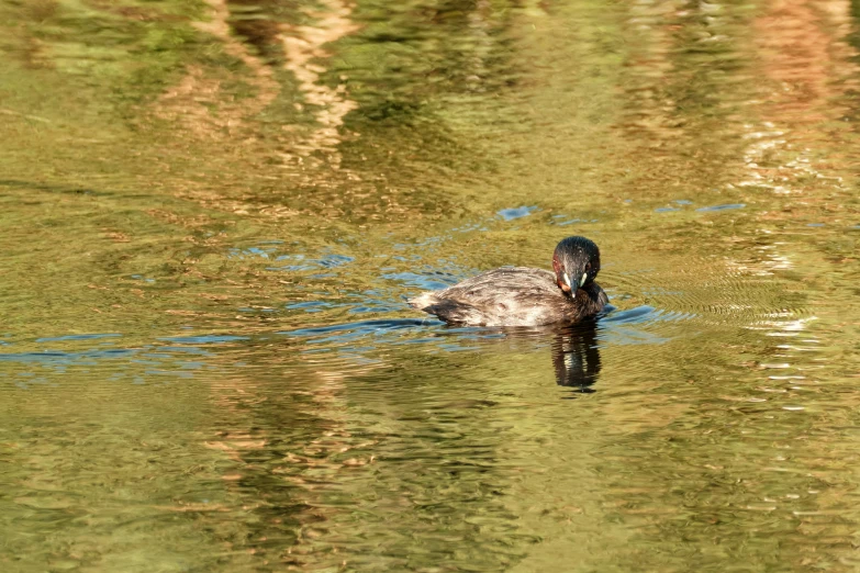 a duck floating on top of water with a light brown surface