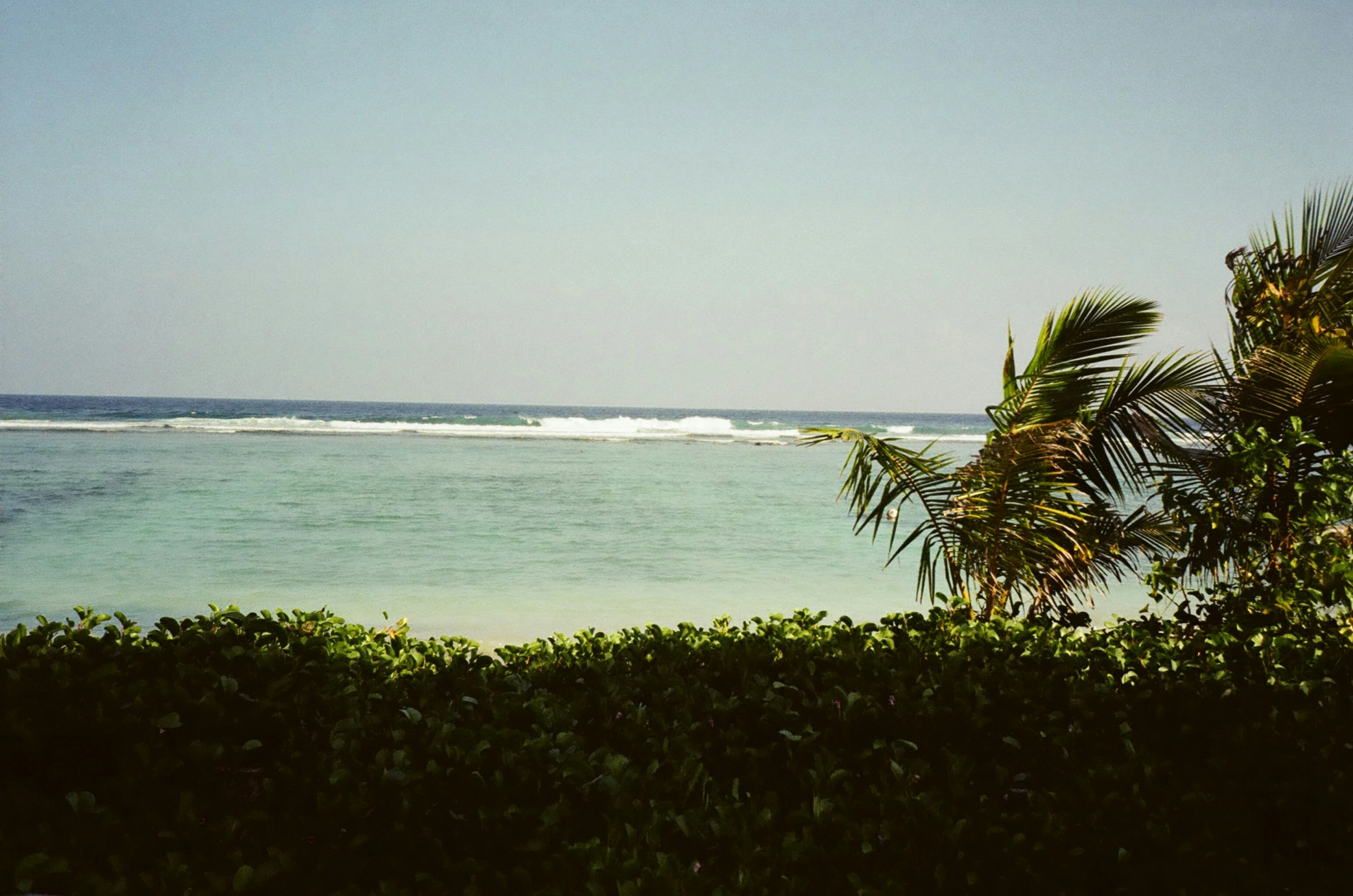 a palm tree near a ocean that has a wave