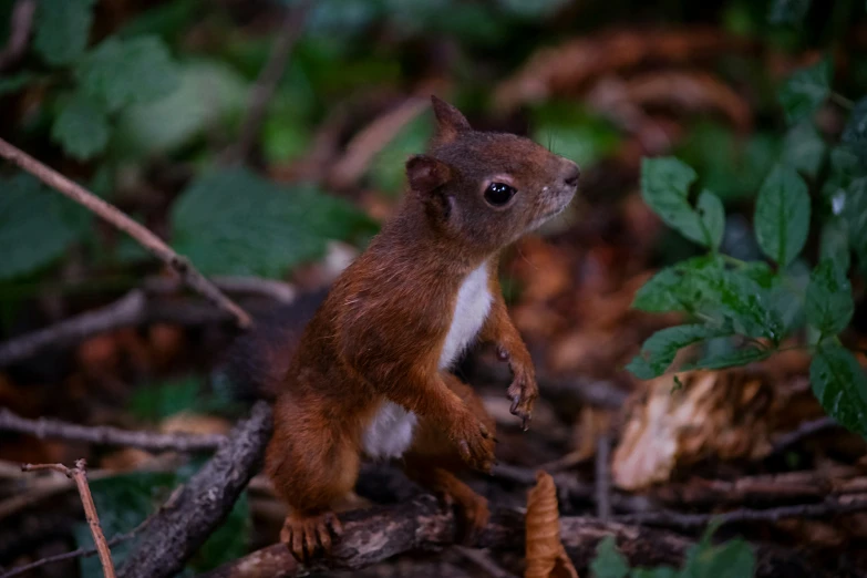 an adorable brown and white squirrel stands on a nch