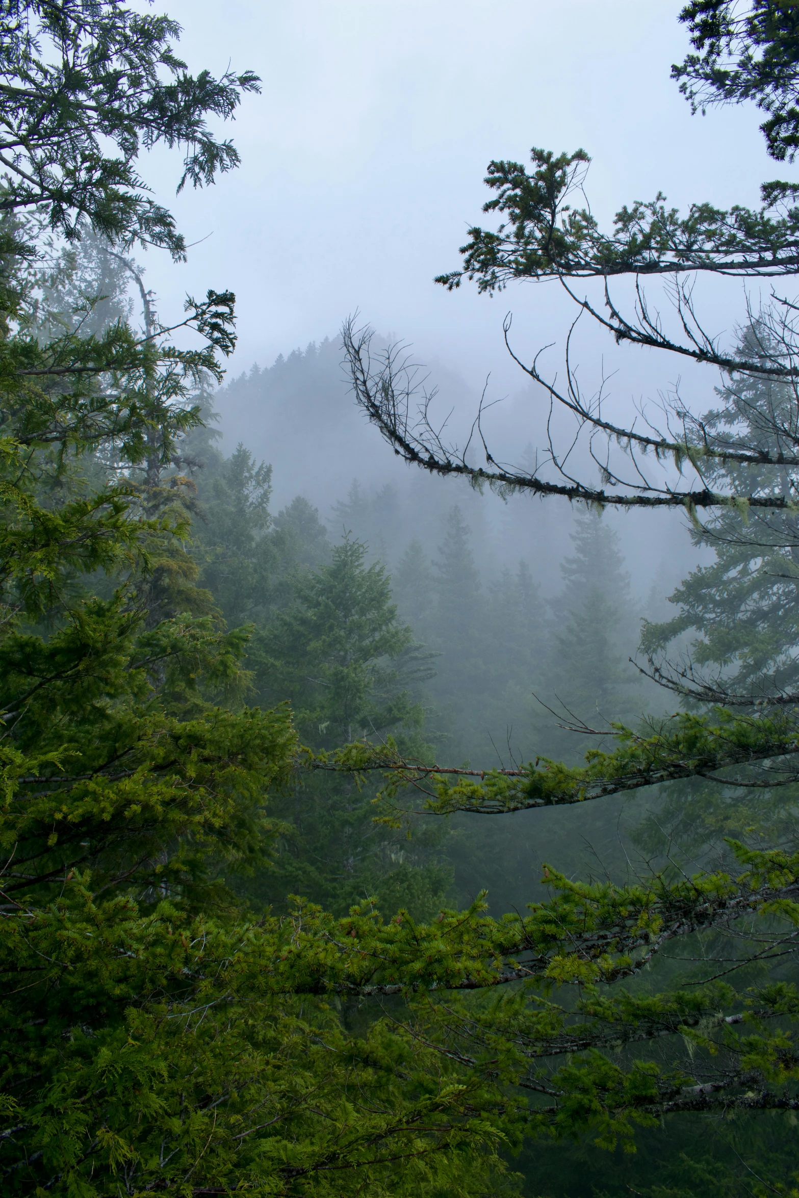 a couple of trees that are sitting in the woods