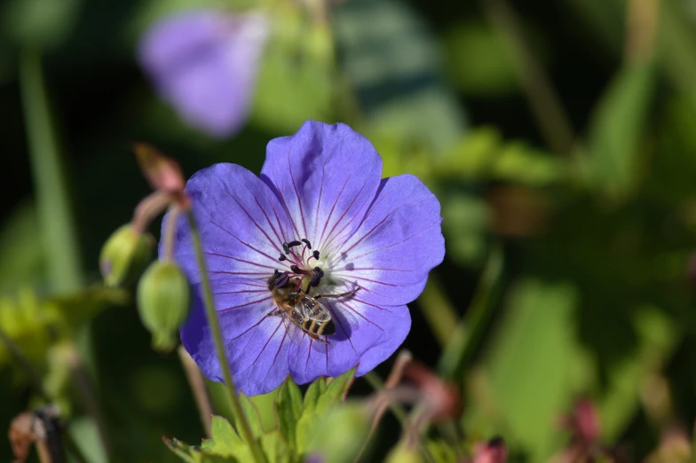 a bee sitting on the center of purple flowers