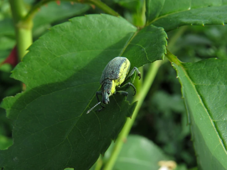 a green bug on a leaf in the wild