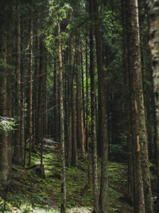 a wooded area with lots of trees in the background