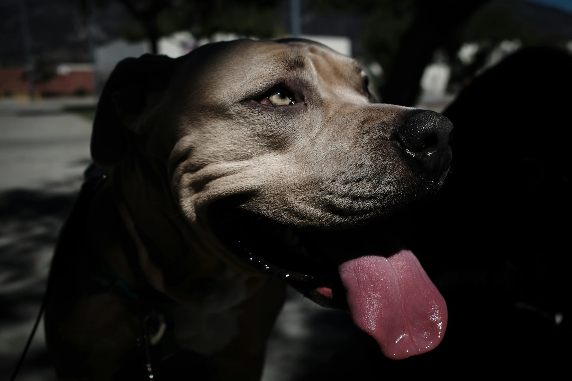 a close up of a dog with it's tongue hanging out