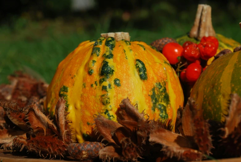 a pumpkin surrounded by fall leaves and other fruits