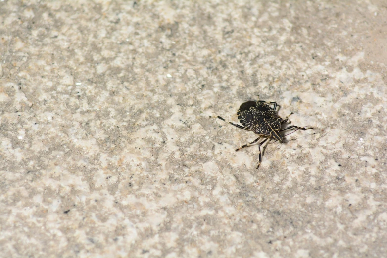 a small insect with black head and legs on a gray cement surface