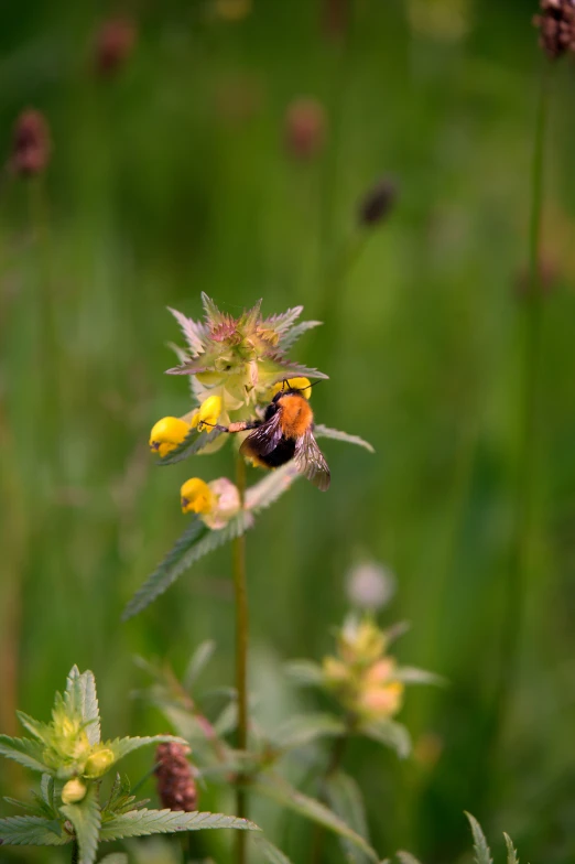 a small insect sitting on the end of a flower