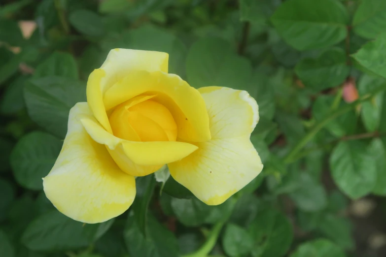 there is a small yellow rose that is growing