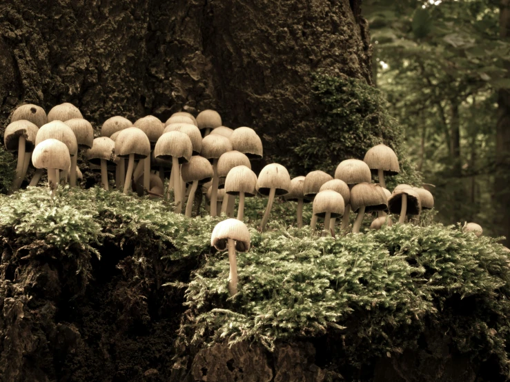 group of mushrooms in a green forest