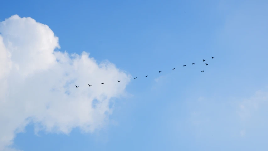 there are many birds in this sky flying