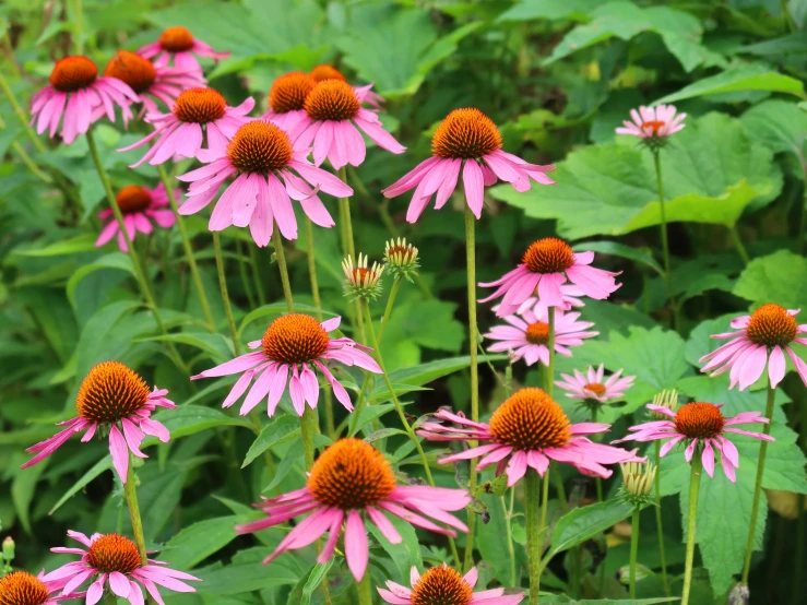 pink flowers blooming in front of leaves