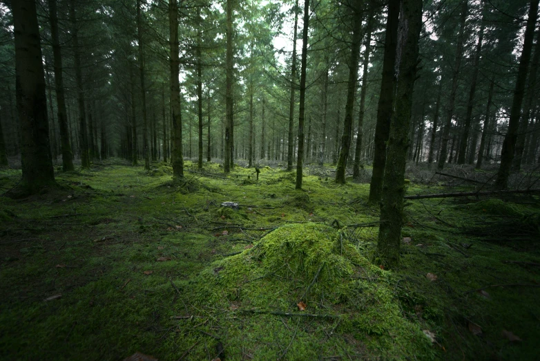 there is a very green patch in the woods