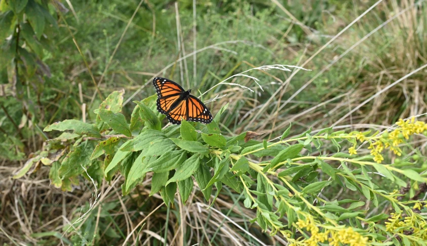 the erfly is sitting on a green leafy plant