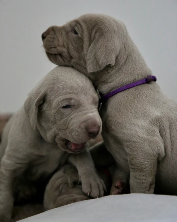 two white dogs resting next to each other