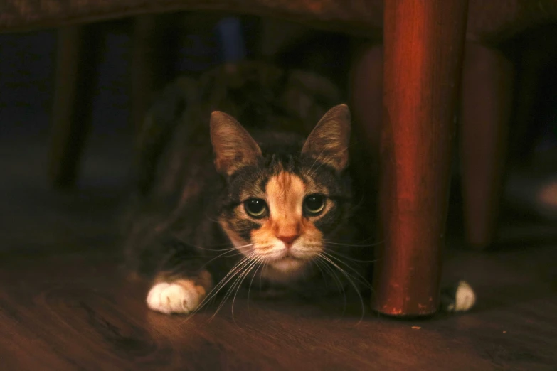 a cat looks up from under the chair
