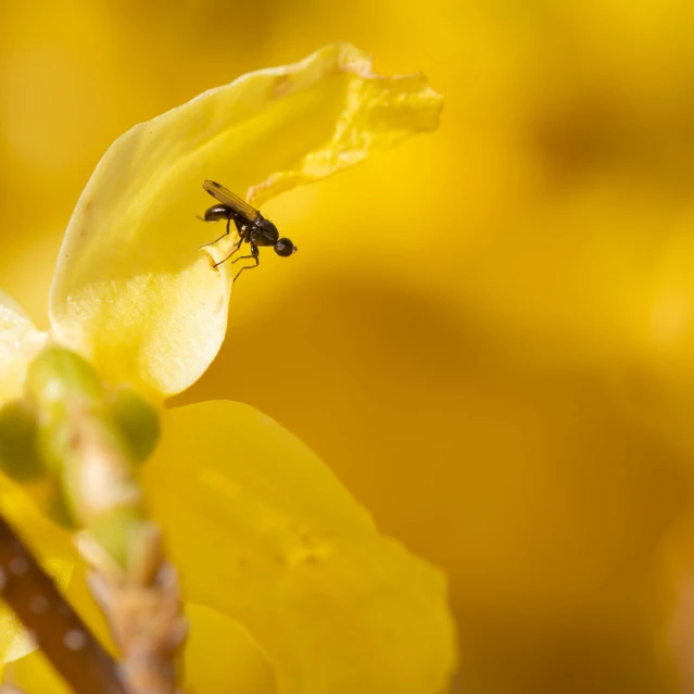 a bug is sitting on a plant by itself