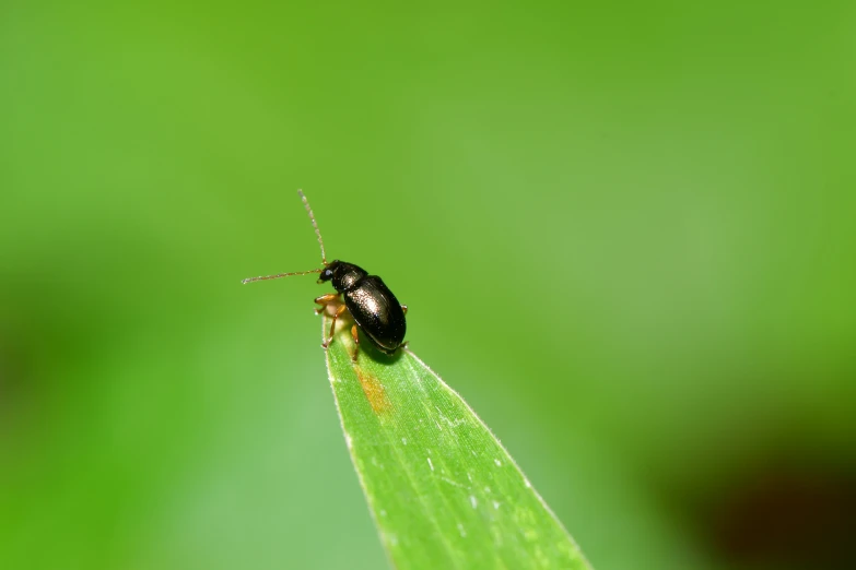 a small bug sitting on top of a leaf