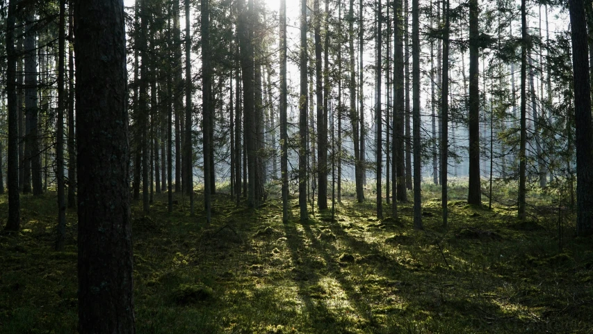 a forest filled with lots of trees next to green grass