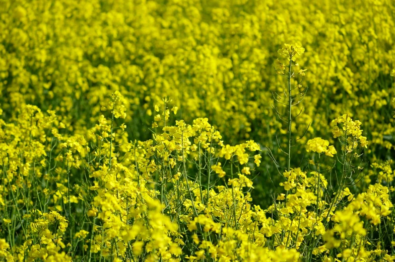 a field with lots of yellow flowers in it