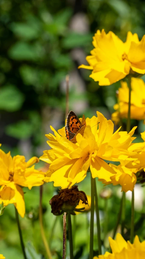 a erfly is sitting on top of some yellow flowers