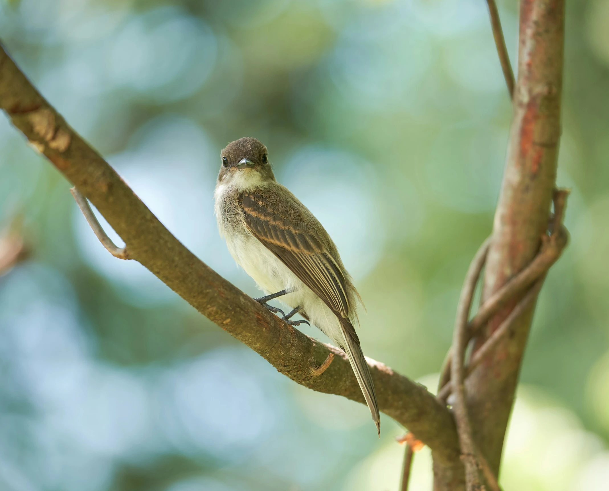 a small bird is sitting on a nch