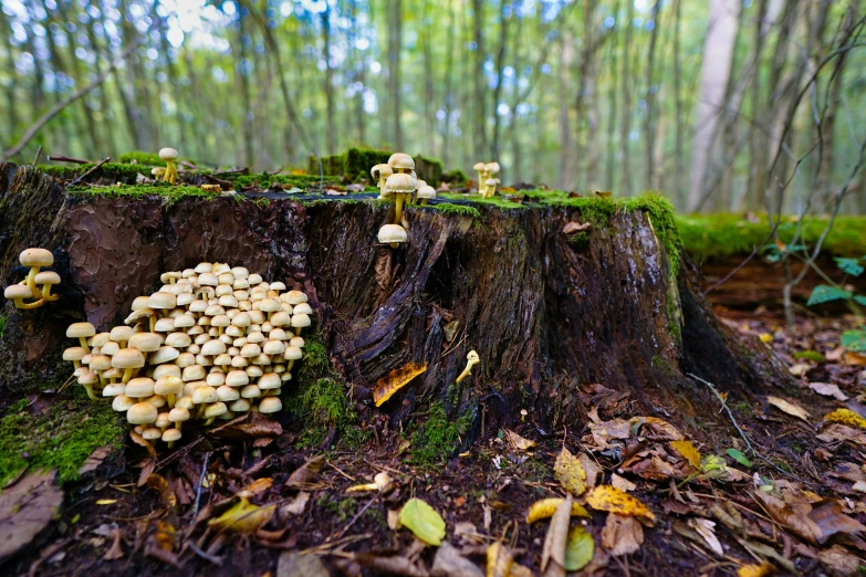 mushrooms growing on tree stump in forest area