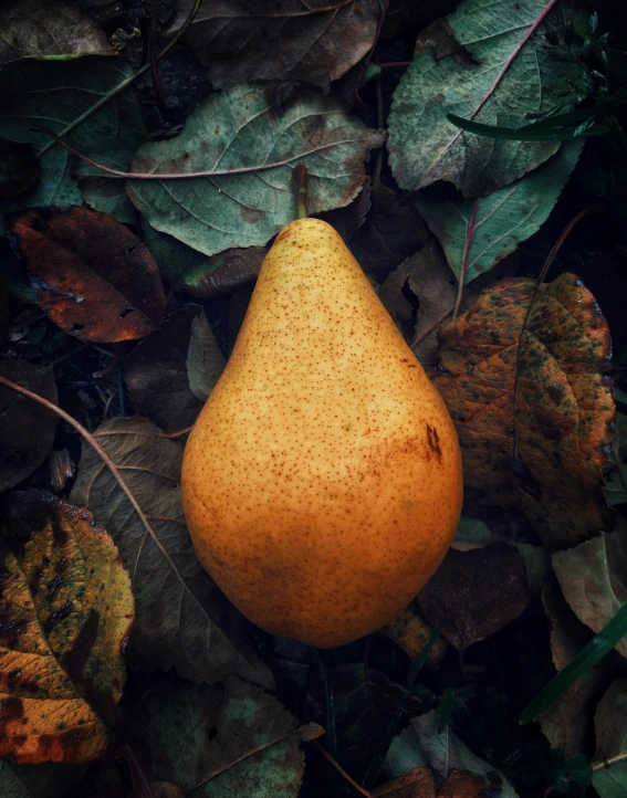 a large pear sitting on top of a group of leaves