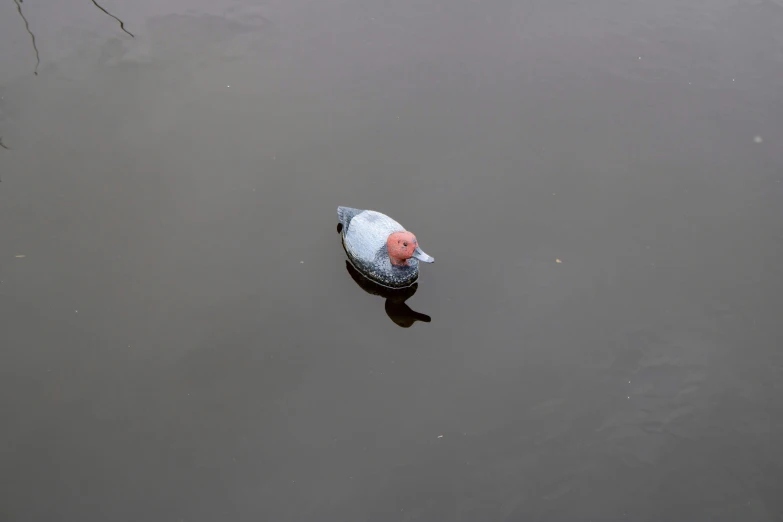 a close up of a duck in water with a sky background