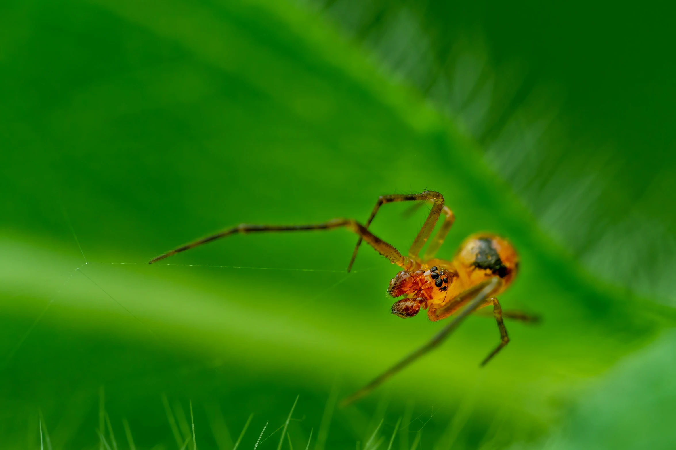 an orange spider with two antennae sits on a green leaf