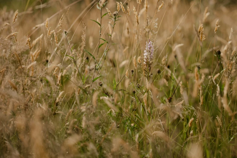 the grass is blooming in the middle of nowhere