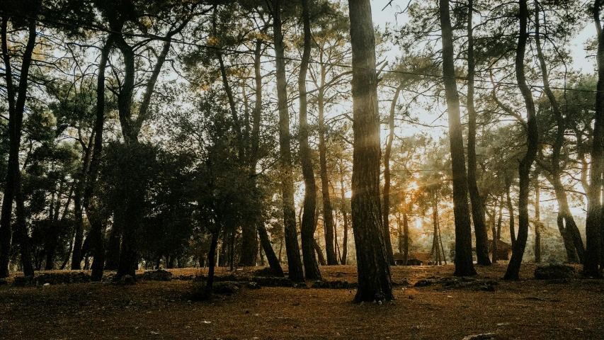 the sun shining through some trees in the woods