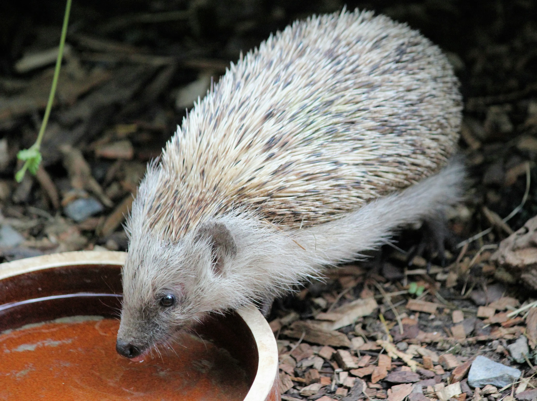 a small animal standing next to a bowl of sauce