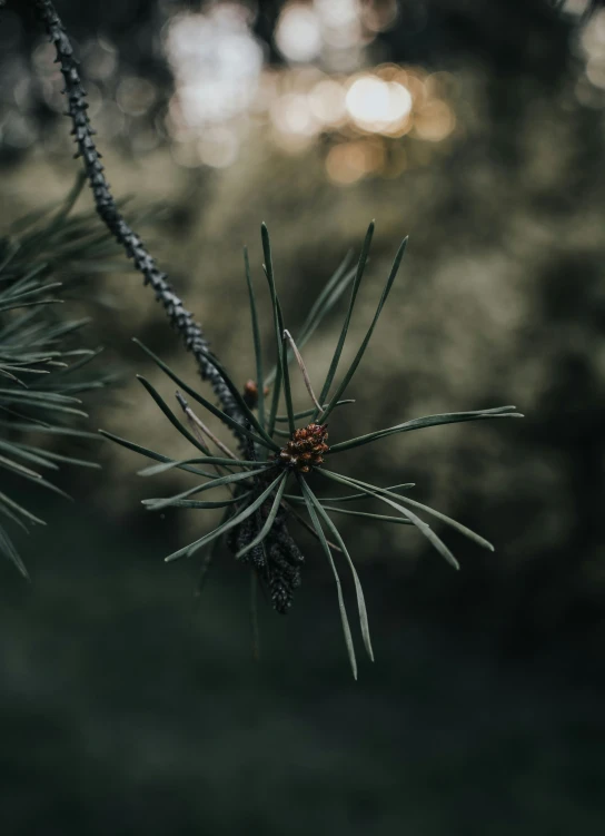 a pine tree with very long needles and brown seed