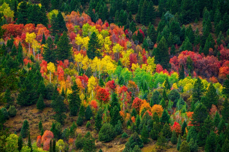 a beautiful tree filled forest with different colors