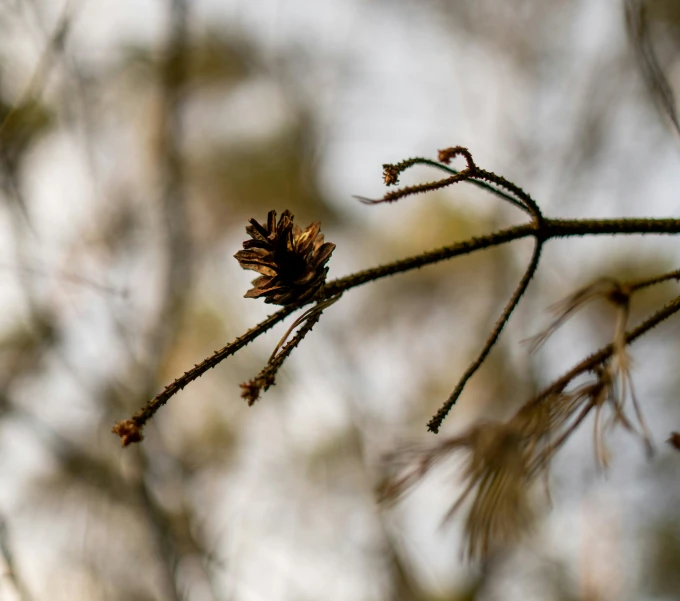 a closeup of an unripe tree nch