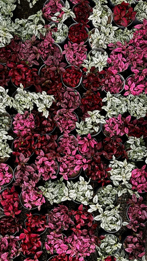 red, gold and white flowers on dark background