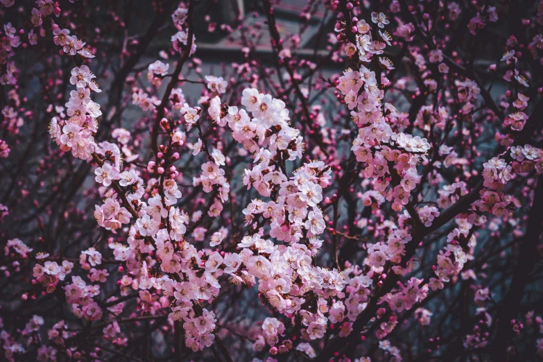 a bush with pink flowers, with one on top