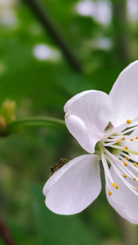 a white flower with a bee inside of it