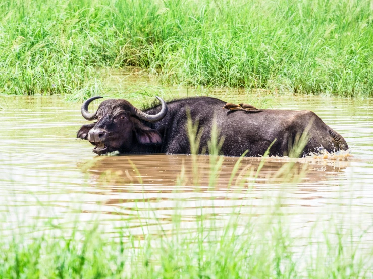 a water buffalo in shallow brown water with grass in the background