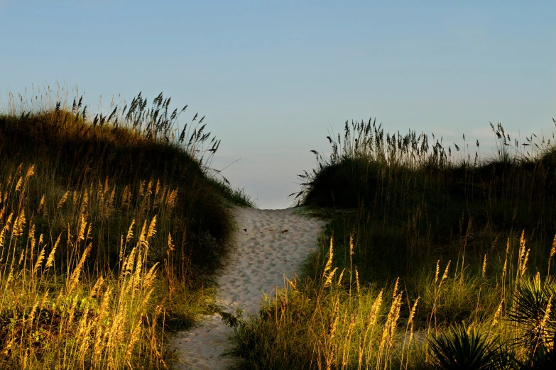 pathway to the sea with grassy walkway and blue sky in background