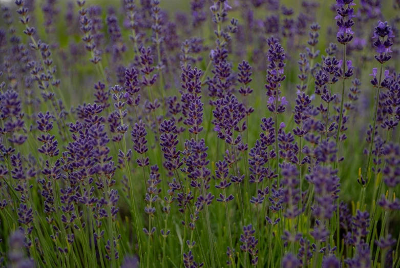 many lavender flowers in bloom in the fields