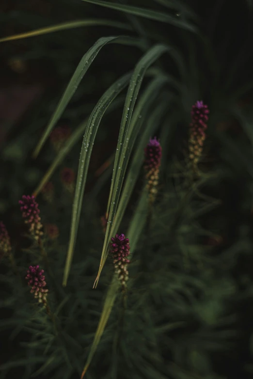 a bunch of flowers with many long green leaves