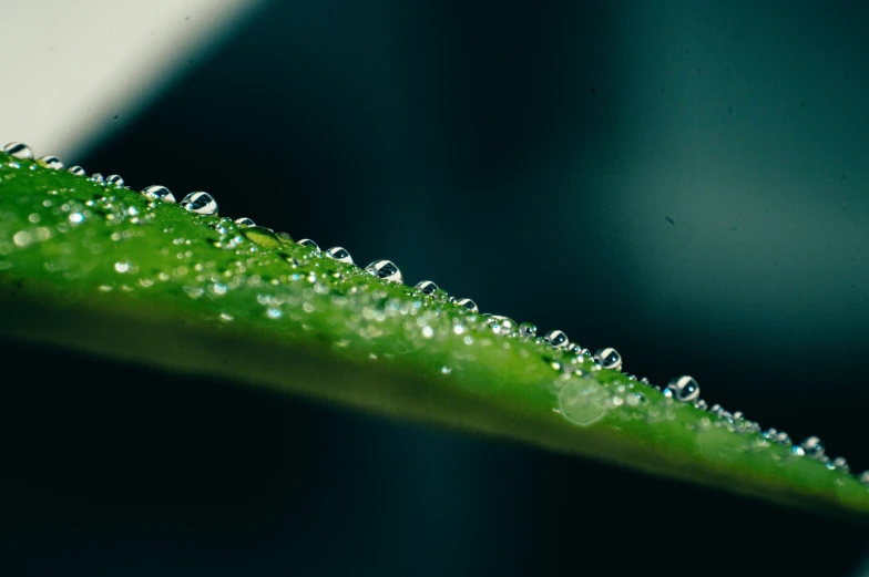a picture of a green leaf with dew on it