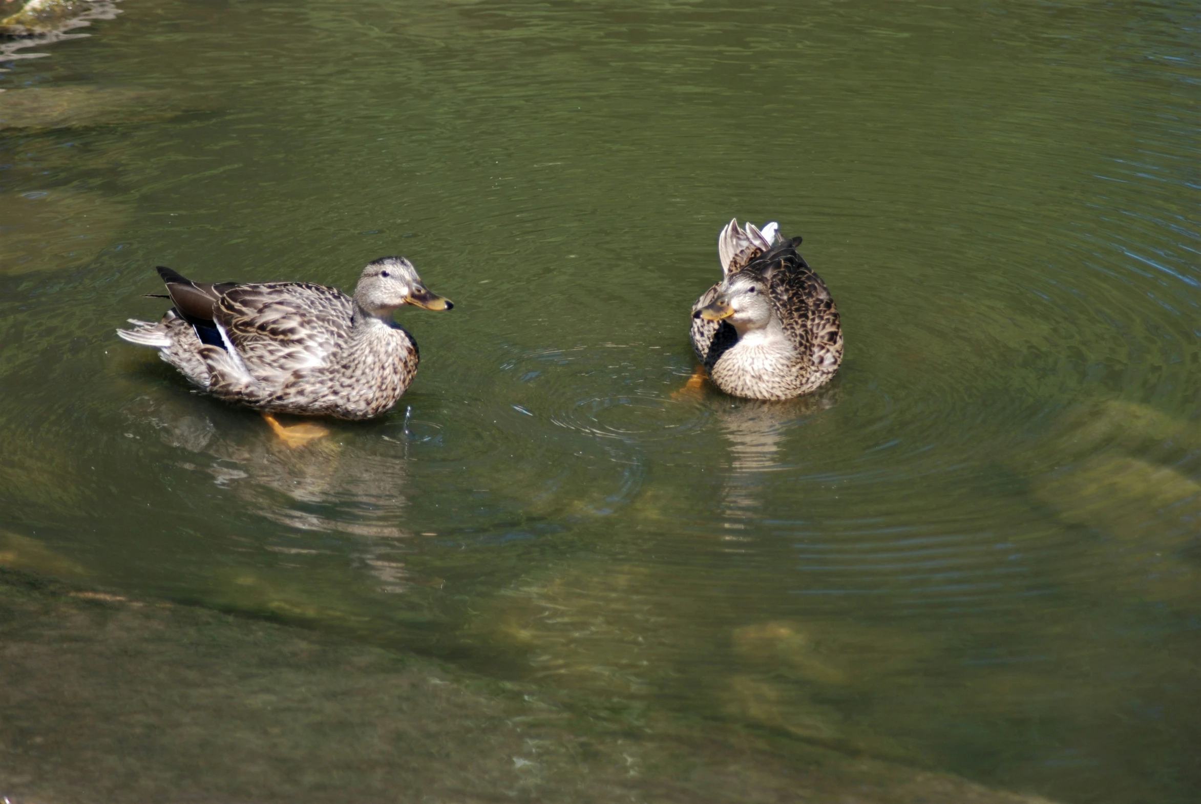 two ducks in a lake looking at each other